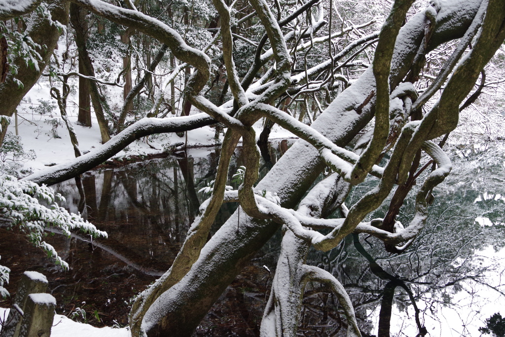 2018年の今頃-雪の丸池様-1