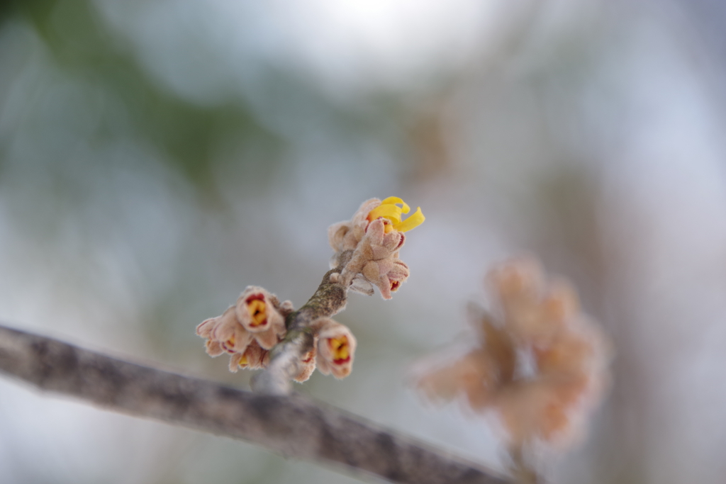 シナマンサク-1