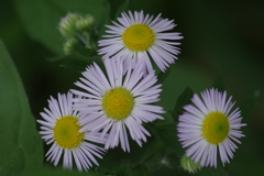 花散歩‐薄ピンクの姫女苑