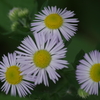 花散歩‐薄ピンクの姫女苑