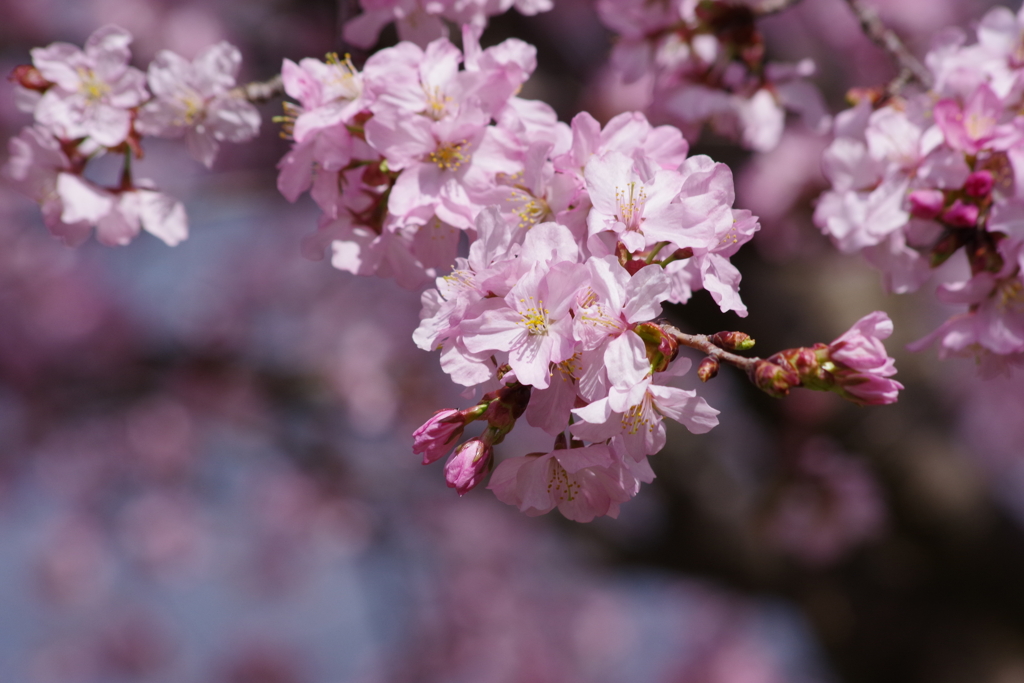 花散歩-公園の桜1