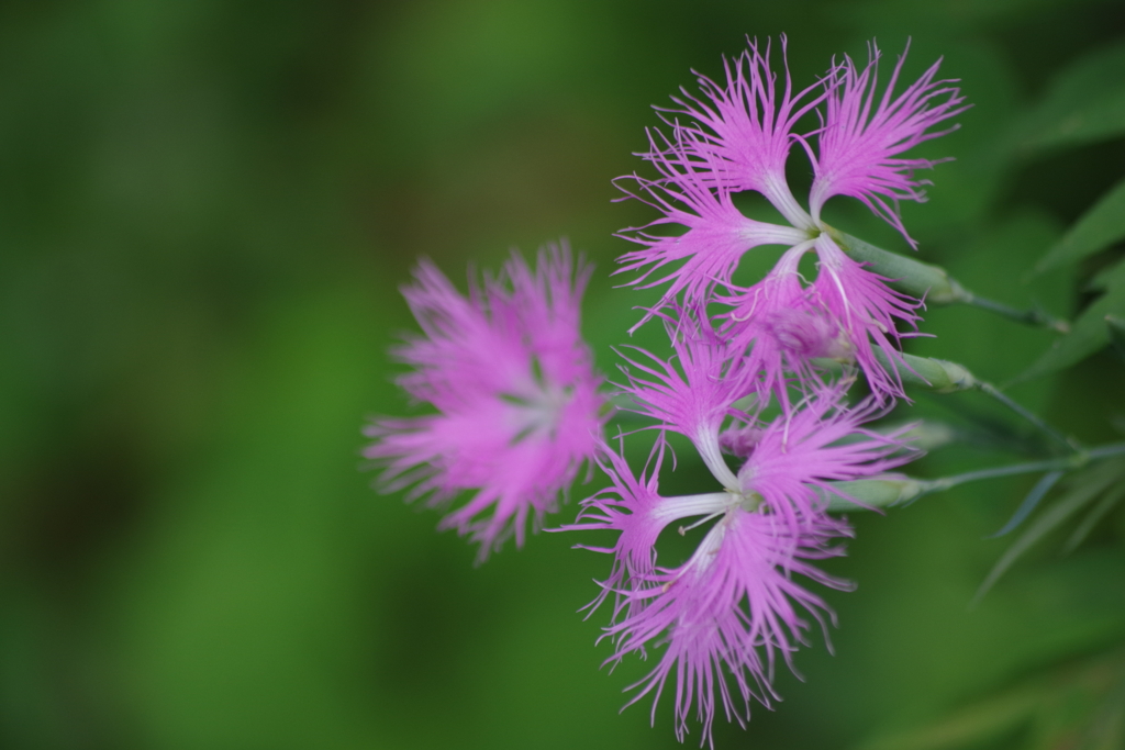 盛夏の野草園‐河原撫子