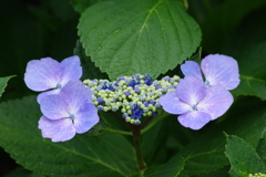 梅雨空に似合う花-紫陽花23