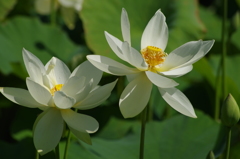 白花ツインズ