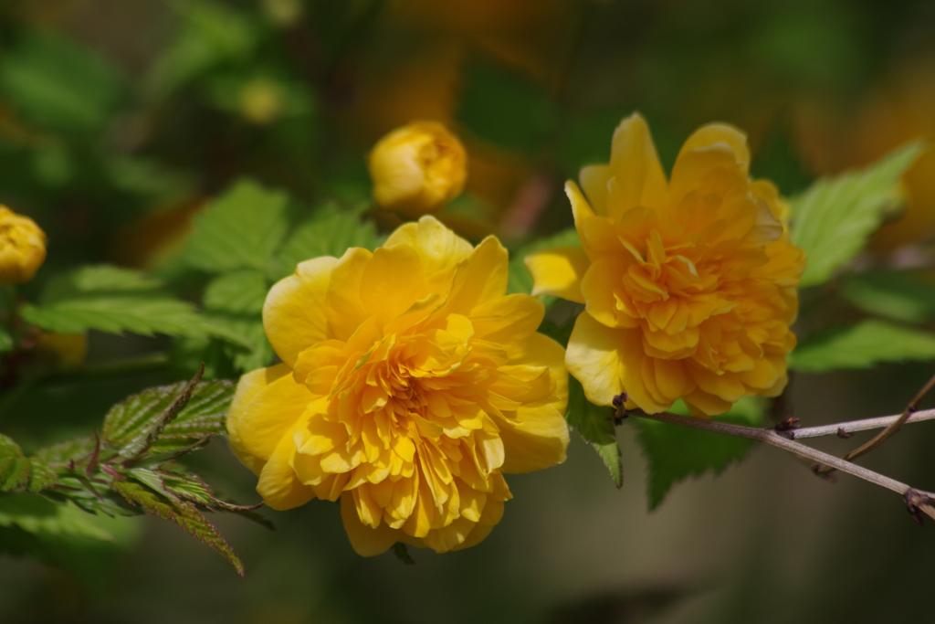 春真っ盛りの花散歩‐八重山吹