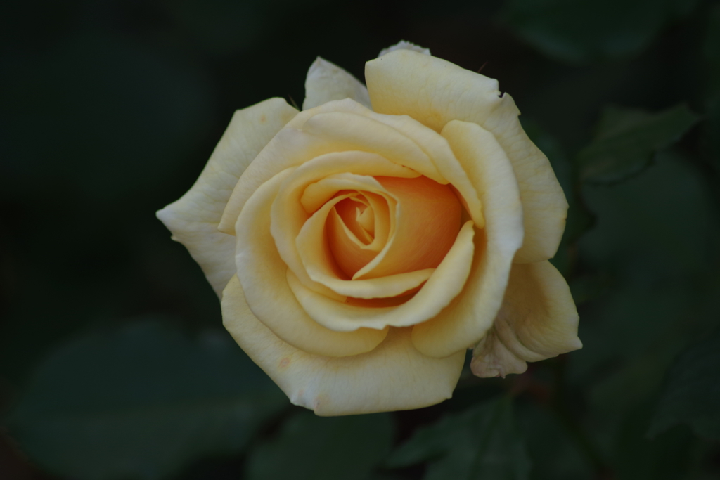 仕舞いの薔薇-アユミ