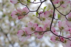 優しい時の中で-花水木19