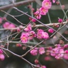酒田の紅梅-k70の1