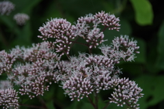 霧の朝・花散歩-フジバカマ