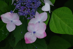 野草園の紫陽花-3