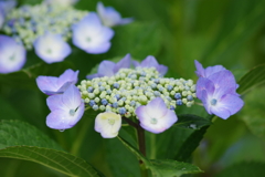 花散歩-紫陽花2