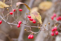 秋から冬の赤い実-山茱萸