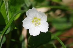鳥海ブルーラインで花探し-ミヤマカタバミ