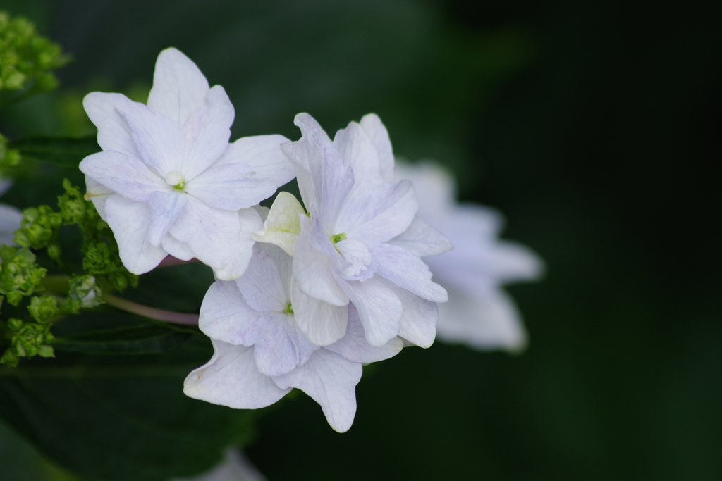 梅雨空に似合う花-紫陽花16