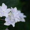梅雨空に似合う花-紫陽花16
