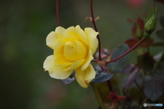 冬支度の仕舞いバラ2