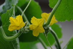 菜園から⁻胡瓜の雄花