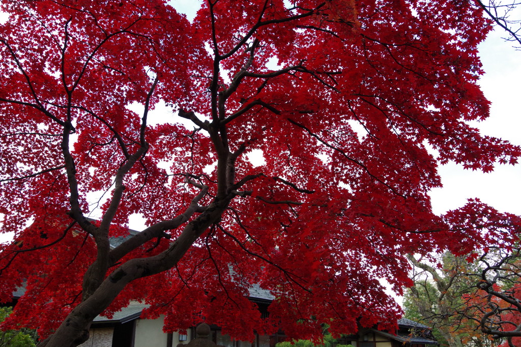 紅のモミジ-4