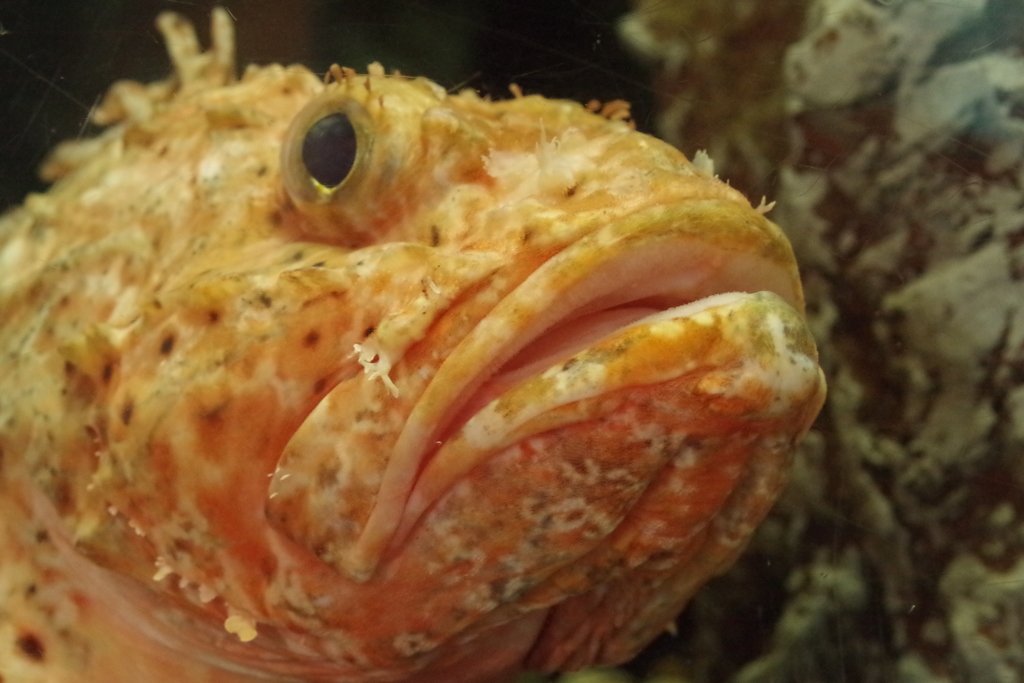 魚津水族館‐イズカサゴ