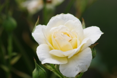 花散歩-象牙色の薔薇