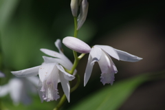 花散歩‐白花紫蘭
