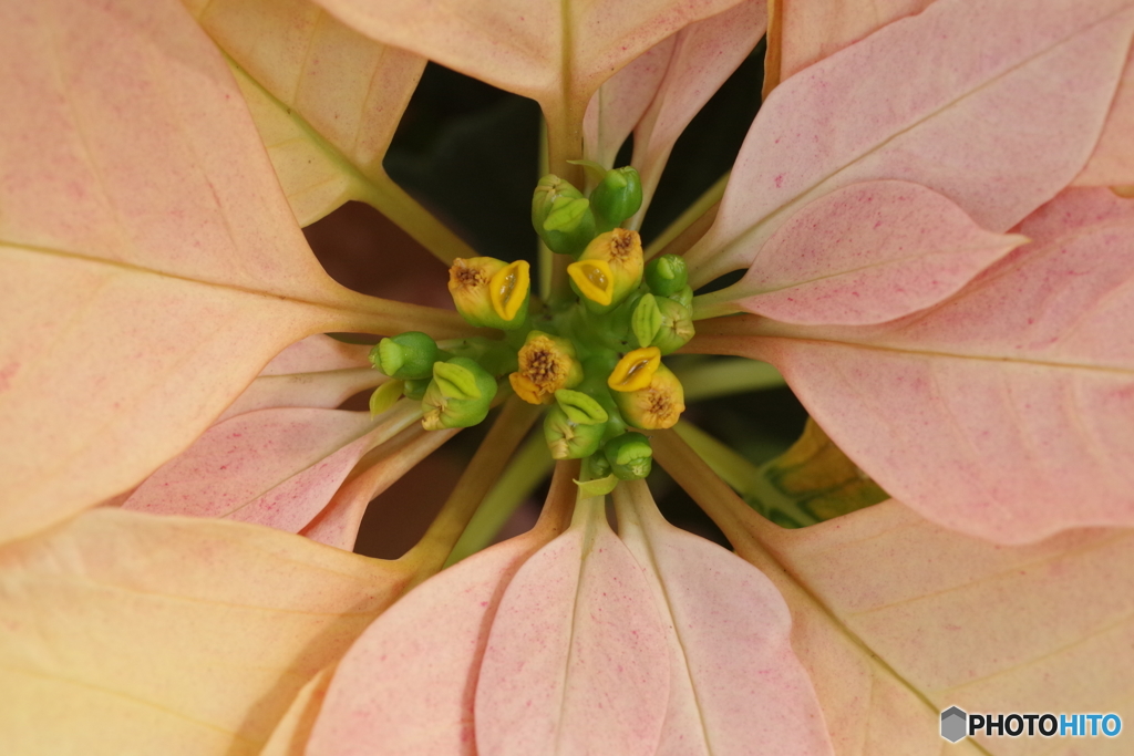 クリスマスの花-3
