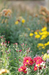 いろいろな菊の花畑