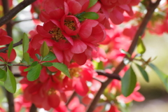 花散歩‐木瓜