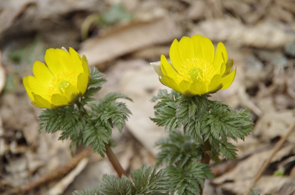 野草園開園‐福寿草