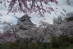 上山城の桜-1
