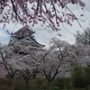 上山城の桜-1