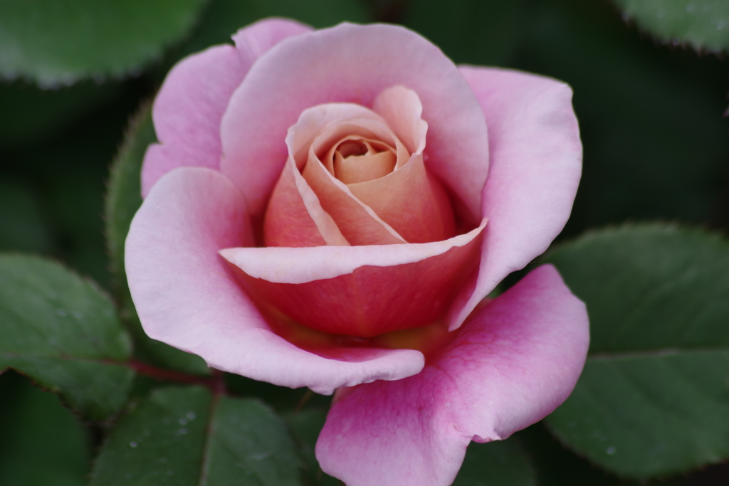 雪国にもバラは咲く‐シックな色の薔薇