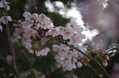 桜・さくら・サクラ-5