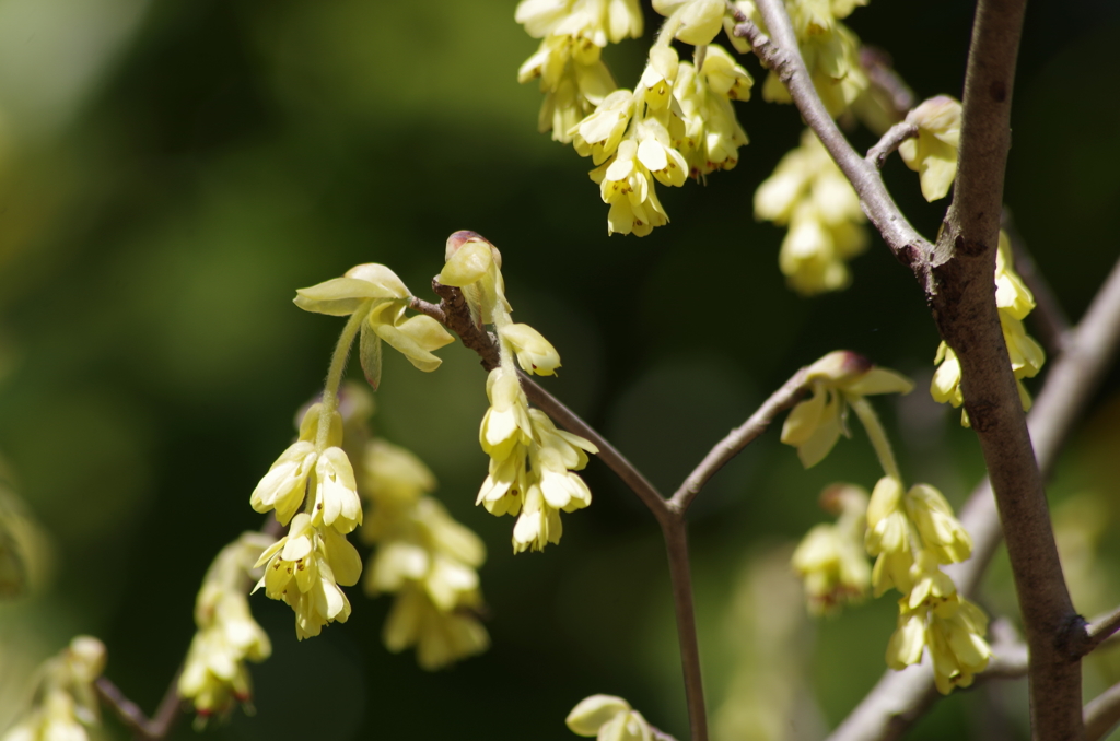トサミズキは大きな花穂-2