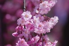 花散歩-紅枝垂桜満開
