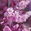 花散歩-紅枝垂桜満開