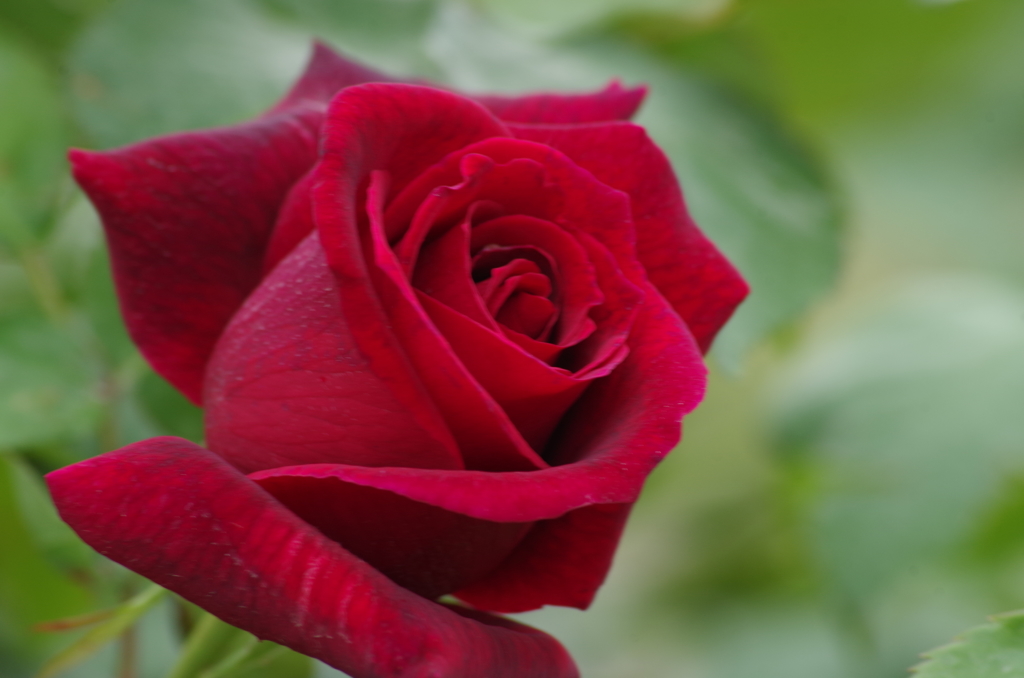 濃赤薔薇