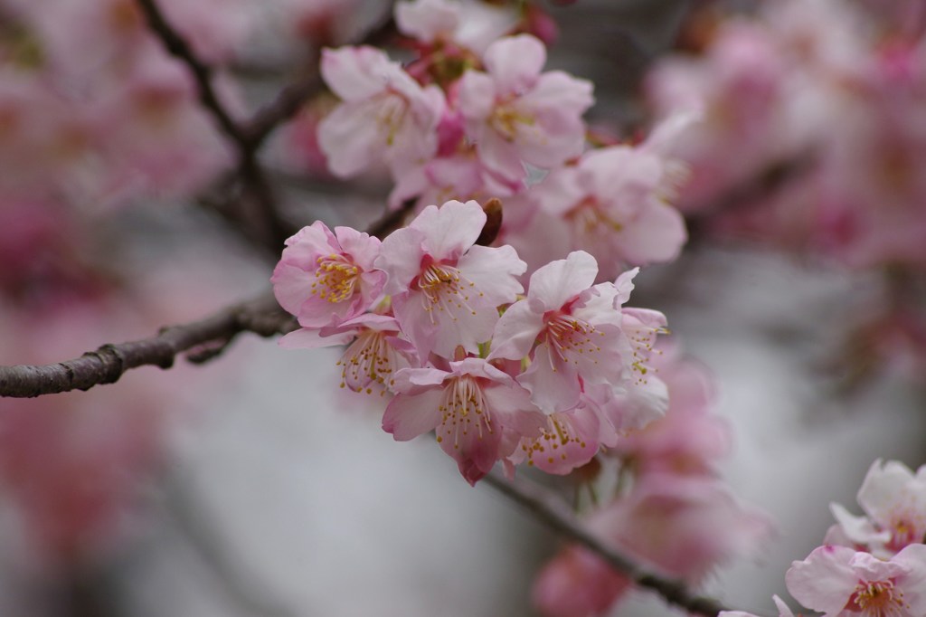 ちょっとお先に-寒桜2