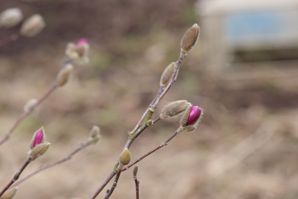 花散歩-シデコブシがちらりと