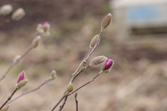 花散歩-シデコブシがちらりと