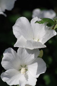 花散歩‐ムクゲ