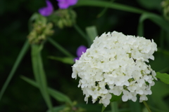 梅雨空に似合う花-紫陽花7