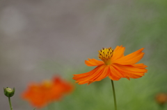 2018.7.14の花散歩‐キバナコスモス