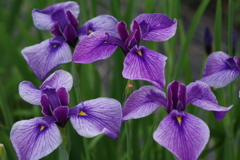 花菖蒲‐恋紫