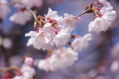 春を待ちわびて-江戸彼岸桜1