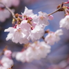 春を待ちわびて-江戸彼岸桜1