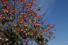 柿の実が熟れる秋