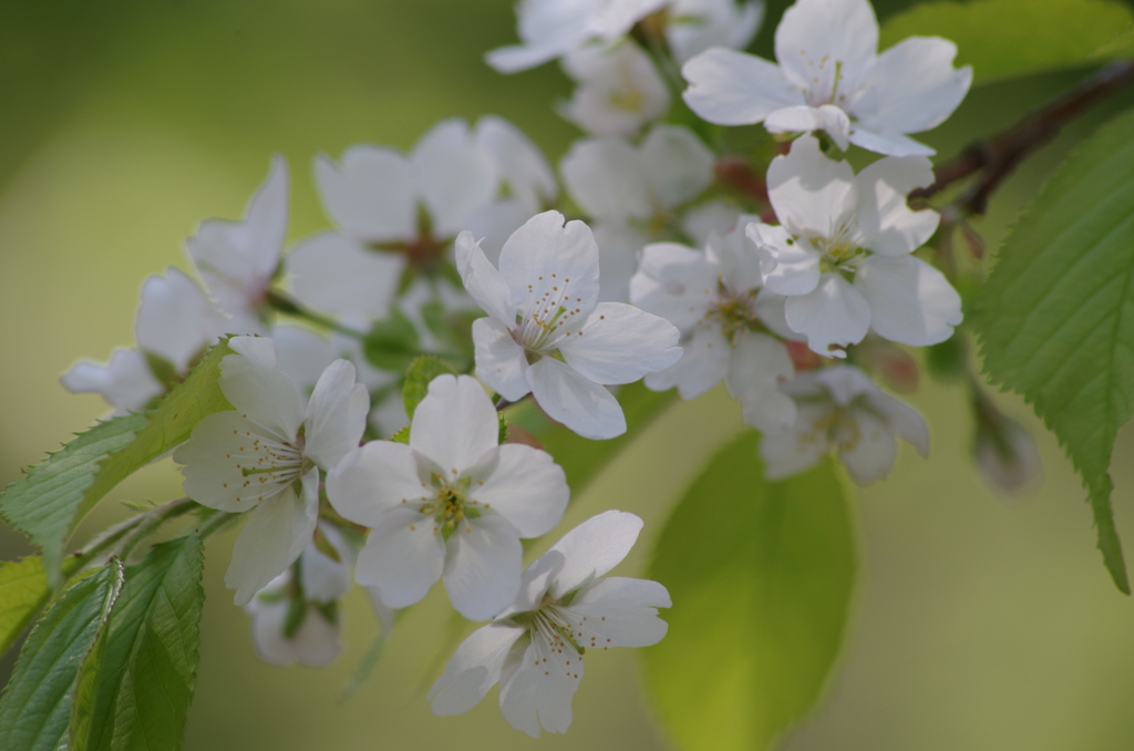 世界に一つだけの花-2