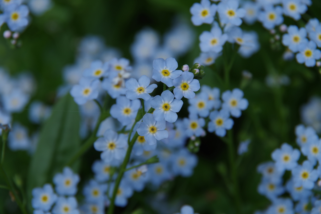 六月の花散歩-勿忘草