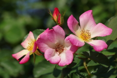 神代植物公園の花達-薔薇・ロングアイランド